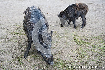 Boars Stock Photo