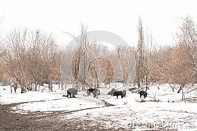 Boars in the mud Stock Photo