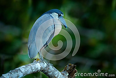 Boat bill bird detail. Boat-billed heron, Cochlearius cochlearius, sitting on the branch near the river water, Yucatan, Mexico. Stock Photo