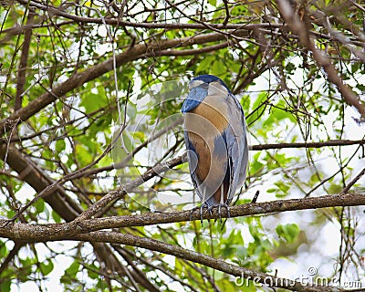 Boat-billed Heron Stock Photo