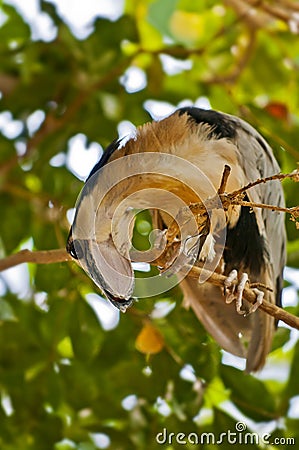 Boat Billed Heron Stock Photo