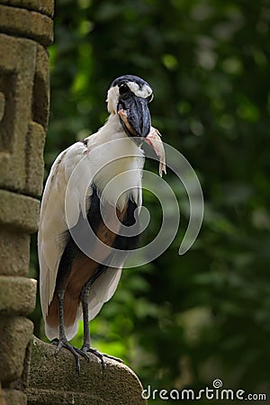 Boat-billed Heron with fish in the bill. Bird in the tropic green forest with stone ruin. Wildlife scene from nature. Feeding Stock Photo