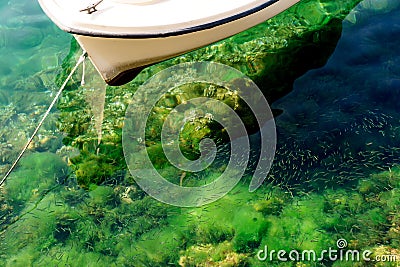 A boat in clear transparent water with green growth on a zip line with many small fish. Stock Photo