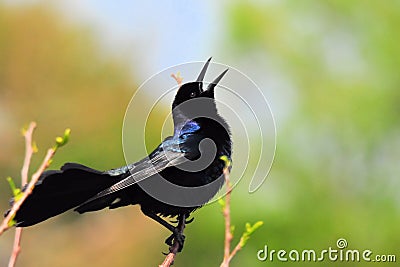 Boat-tailed Grackle Bird Singing Stock Photo