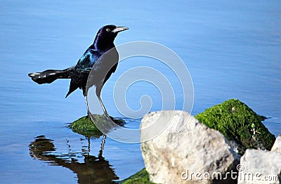 Boat-tailed Grackle - male Stock Photo
