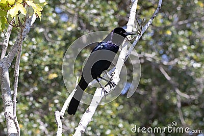 A Boat-tailed grackle perched in a tree Stock Photo