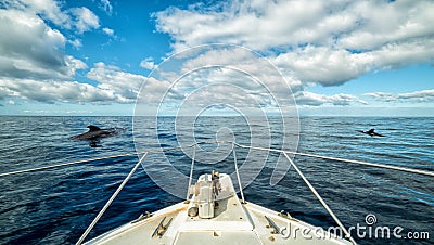 Boat trip with whales sighting Stock Photo