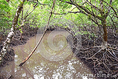 Boating through Mangroves - Red Mangrove Trees - Baratang Island, Andaman Nicobar, India Stock Photo