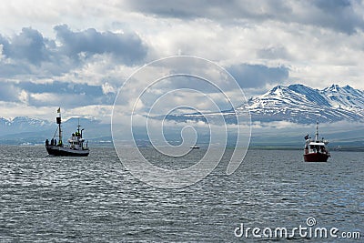 Boats waiting for Whales, Eyjafjordur Iceland Stock Photo