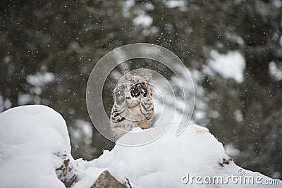 Bobcat catching some snowflakes Stock Photo