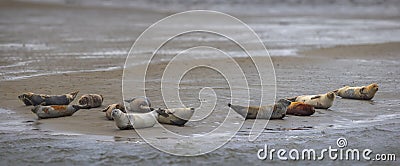 Bob of Seals on Fano Island, Denmark Stock Photo