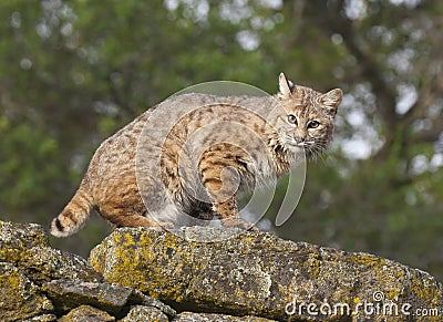 Bobcat Stock Photo