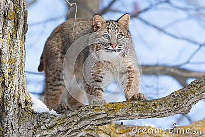 Bobcat hunting wild turkeys Stock Photo