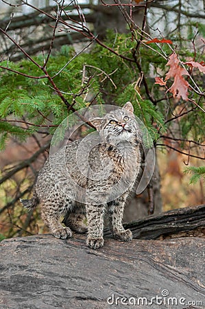 Bobcat Kitten (Lynx rufus) Looks Up from Atop Log Stock Photo