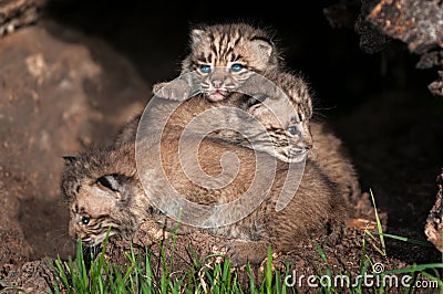 Bobcat Kitten (Lynx rufus) Pile Stock Photo