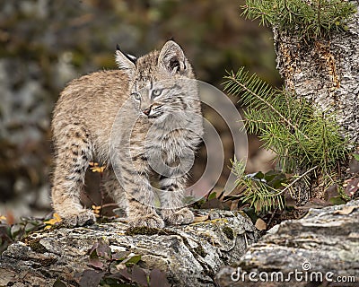 Bobcat kitten in Fall colors in Montana Stock Photo