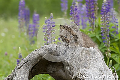 Bobcat Kitten with Purple Wildflowers in Background Stock Photo