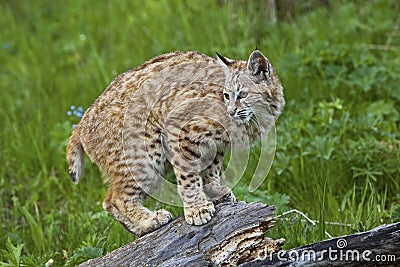 Bobcat Lynx rufus cat wildlife wild animal Stock Photo