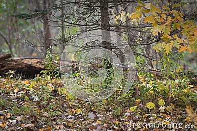 Bobcat Lynx rufus Camoflauged in Autumn Environment Stock Photo