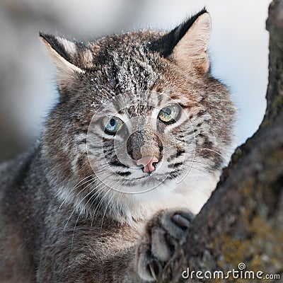 Bobcat (Lynx rufus) Close Up Stock Photo