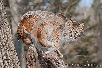 Bobcat (Lynx rufus) Crouches on Snowy Stump Stock Photo