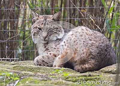 Bobcat (Lynx rufus) Outdoors Stock Photo