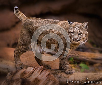 Bobcat Lynx rufus Stock Photo