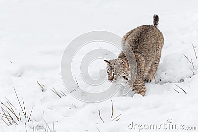 Bobcat Lynx rufus Ready to Pounce Stock Photo