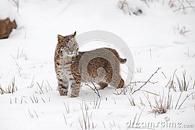 Bobcat Lynx rufus Stands in Snow Looking Out Winter Stock Photo