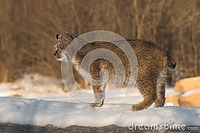 Bobcat Lynx rufus Stands to Left on Log Stock Photo