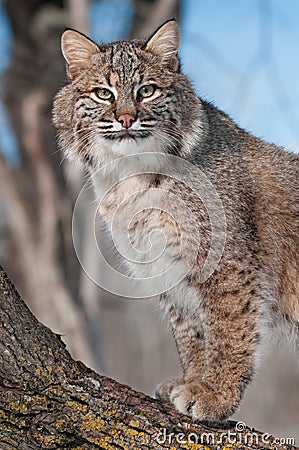 Bobcat (Lynx rufus) Stares from Tree Stock Photo
