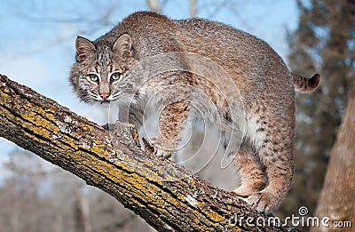 Bobcat (Lynx rufus) Stares at Viewer From Tree Branch Stock Photo