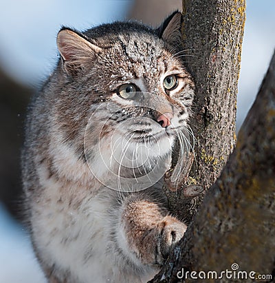 Bobcat (Lynx rufus) in Tree Stock Photo