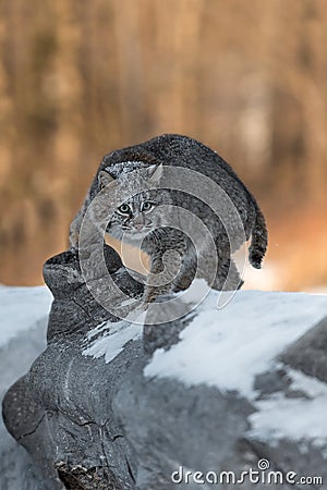 Bobcat Lynx rufus Turns on Log Stock Photo