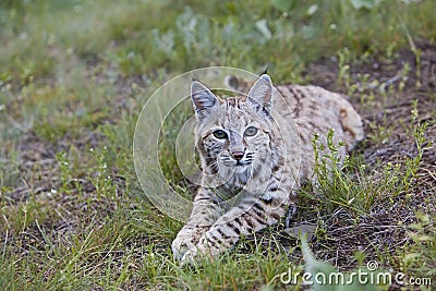 Bobcat feline lynx cat animal wildlife grass Stock Photo