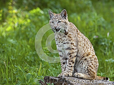 Bobcat lynx cat wildlife animal meadow Stock Photo