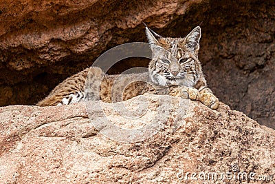 Bobcat Resting in the Shade Closeup Stock Photo