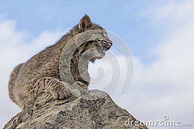 Bobcat resting on top of rock Stock Photo