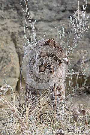 Bobcat rubbing face on sage nip Stock Photo
