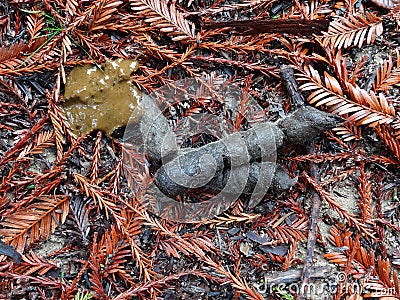 Bobcat Scat In Redwoods Stock Photo