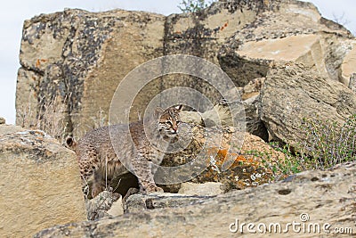 Bobcat searching for prey Stock Photo