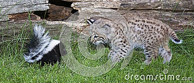 Bobcat and skunk Stock Photo