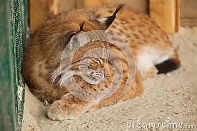 Image result for sleeping bobcat pics