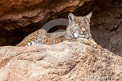 Bobcat Sleeping in the Shade Closeup Stock Photo