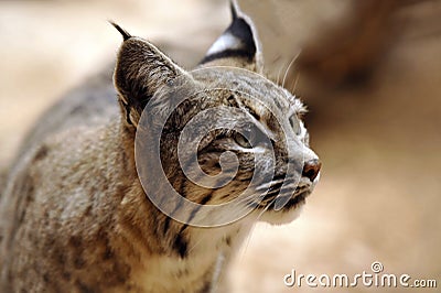 Bobcat - Soft Closeup Profile Stock Photo