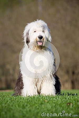 Bobtail Stock Photo