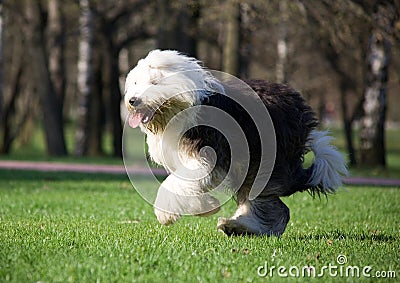 Bobtail Stock Photo