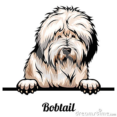 Bobtail - dog breed. Color image of a dogs head isolated on a white background Vector Illustration