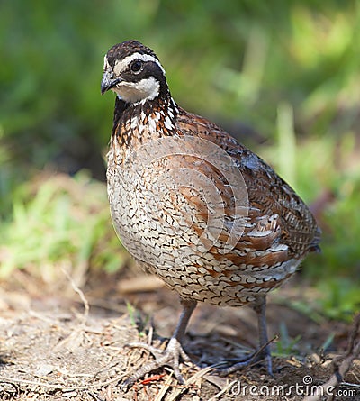 Bobwhite Stock Photo