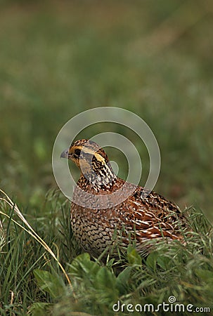 Bobwhite Quail Stock Photo